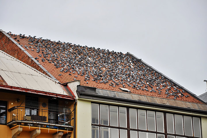 A2B Pest Control are able to install spikes to deter birds from roofs in Stepney. 