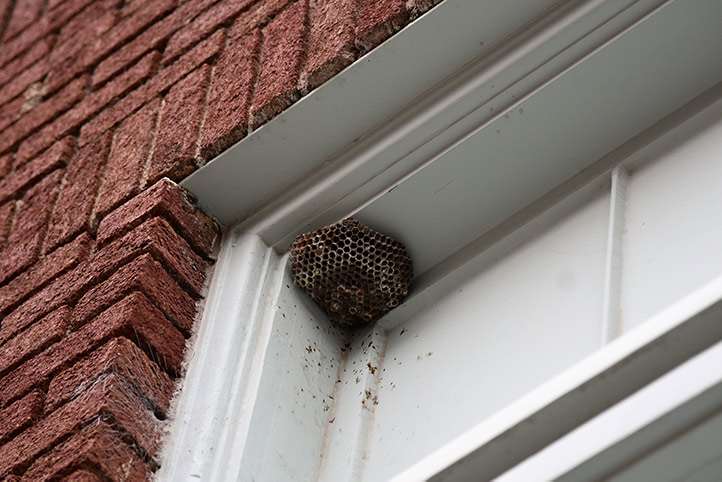 We provide a wasp nest removal service for domestic and commercial properties in Stepney.